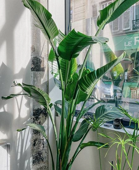 Plante verte près d'une fenêtre ensoleillée.